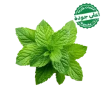 نعناع محلي 1 ربطة